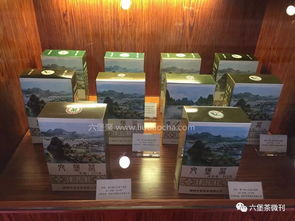 启航梧州中茶新厂，继往开来的产业新篇章